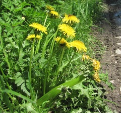 Taraxacum officinale