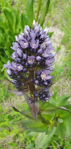 Image of Frasera fastigiata by (c) frankcarrots, some rights reserved (CC BY)