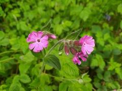 Silene dioica