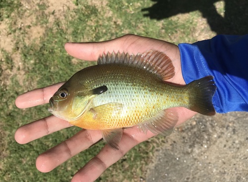 Redbreast Sunfish, photo 8 of 8