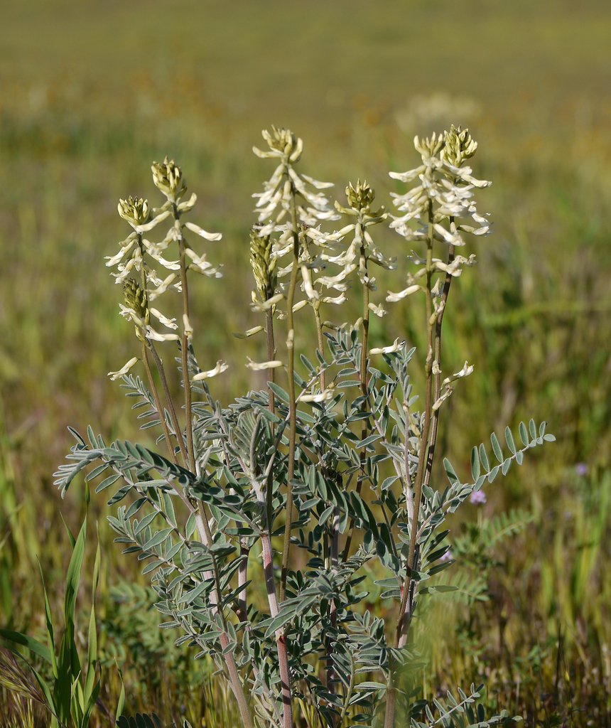 Stanislaus milkvetch