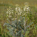 Astragalus oxyphysus - Photo (c) randomtruth, algunos derechos reservados (CC BY-NC-SA)