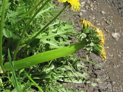 Taraxacum officinale