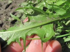 Taraxacum officinale