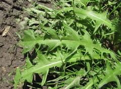 Taraxacum officinale