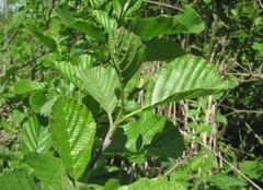 Alnus glutinosa