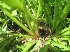 Taraxacum officinale