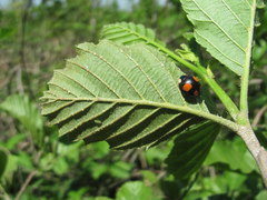 Alnus glutinosa