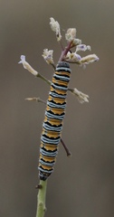 Pontia sisymbrii