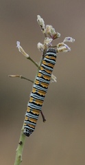 Pontia sisymbrii