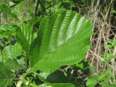 Alnus glutinosa