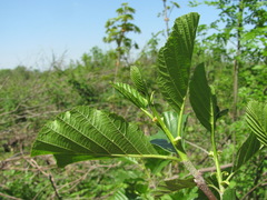 Alnus glutinosa