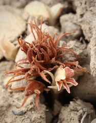 Aphyllon californicum feudgei