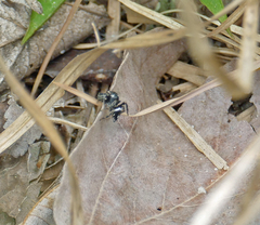 Habronattus carolinensis