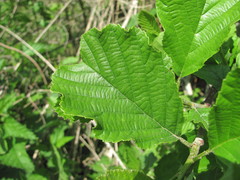 Alnus glutinosa