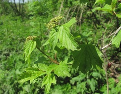 Viburnum opulus