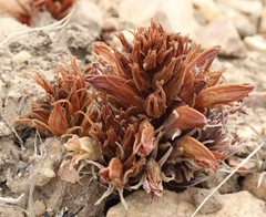 Aphyllon californicum feudgei