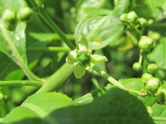 Euonymus europaeus