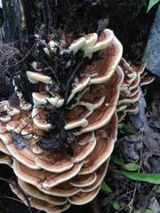 Inonotus quercustris