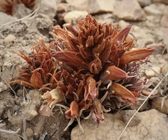 Aphyllon californicum feudgei