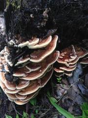 Inonotus quercustris