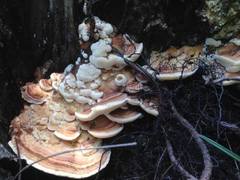 Inonotus quercustris