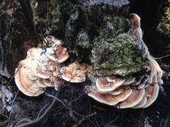 Inonotus quercustris