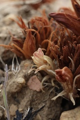 Aphyllon californicum feudgei