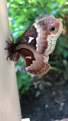 Callosamia promethea