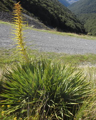 Aciphylla scott-thomsonii