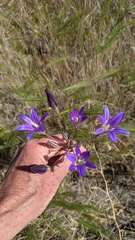 Brodiaea elegans elegans