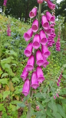 Digitalis purpurea