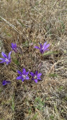 Brodiaea elegans elegans