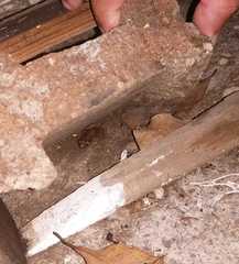 Eleutherodactylus planirostris