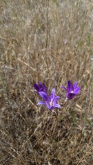 Brodiaea elegans elegans