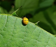 Psyllobora vigintiduopunctata