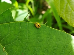 Psyllobora vigintiduopunctata