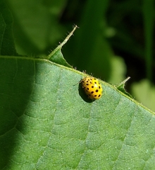 Psyllobora vigintiduopunctata