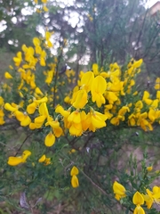 Cytisus scoparius