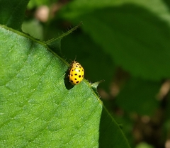 Psyllobora vigintiduopunctata