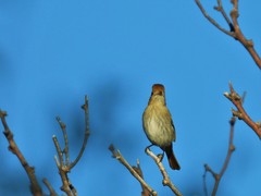 Knipolegus striaticeps