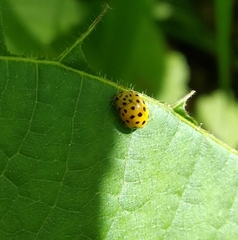 Psyllobora vigintiduopunctata