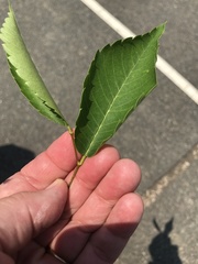 Zelkova