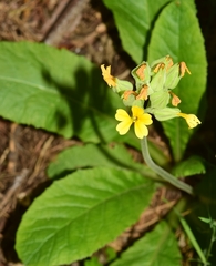 Primula intricata lofthousei