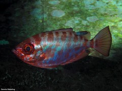 Heteropriacanthus fulgens