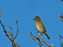 Knipolegus striaticeps