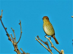 Knipolegus striaticeps