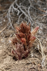 Aphyllon californicum feudgei