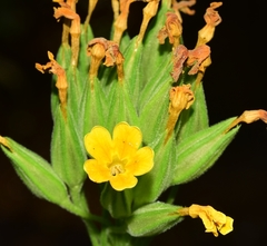 Primula intricata lofthousei