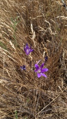 Brodiaea elegans elegans